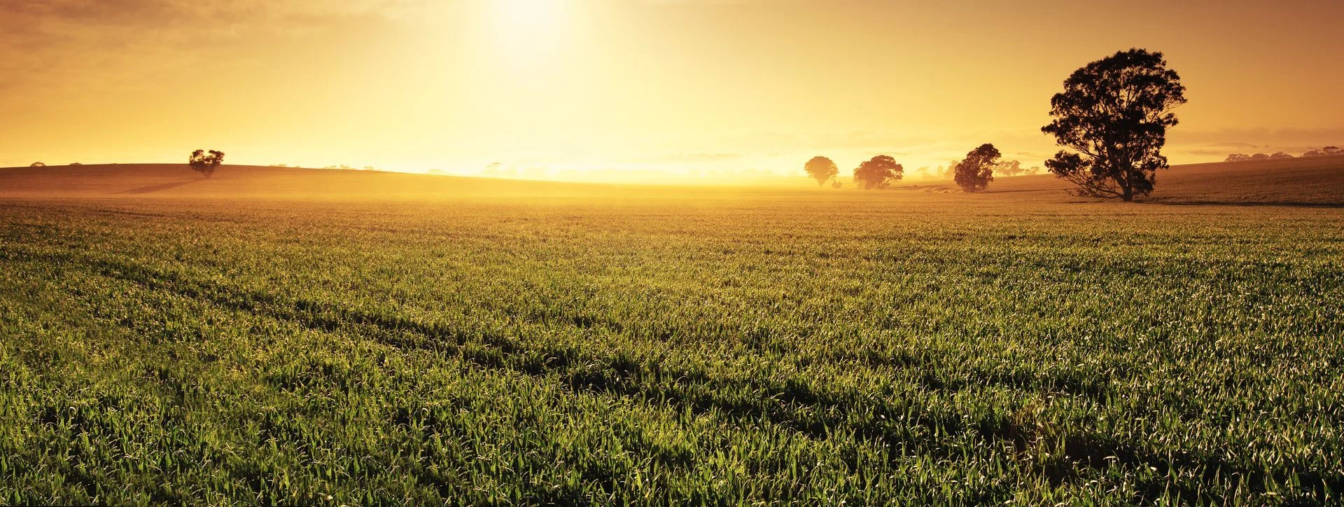 A green farm field and scattered trees under a golden sunset.