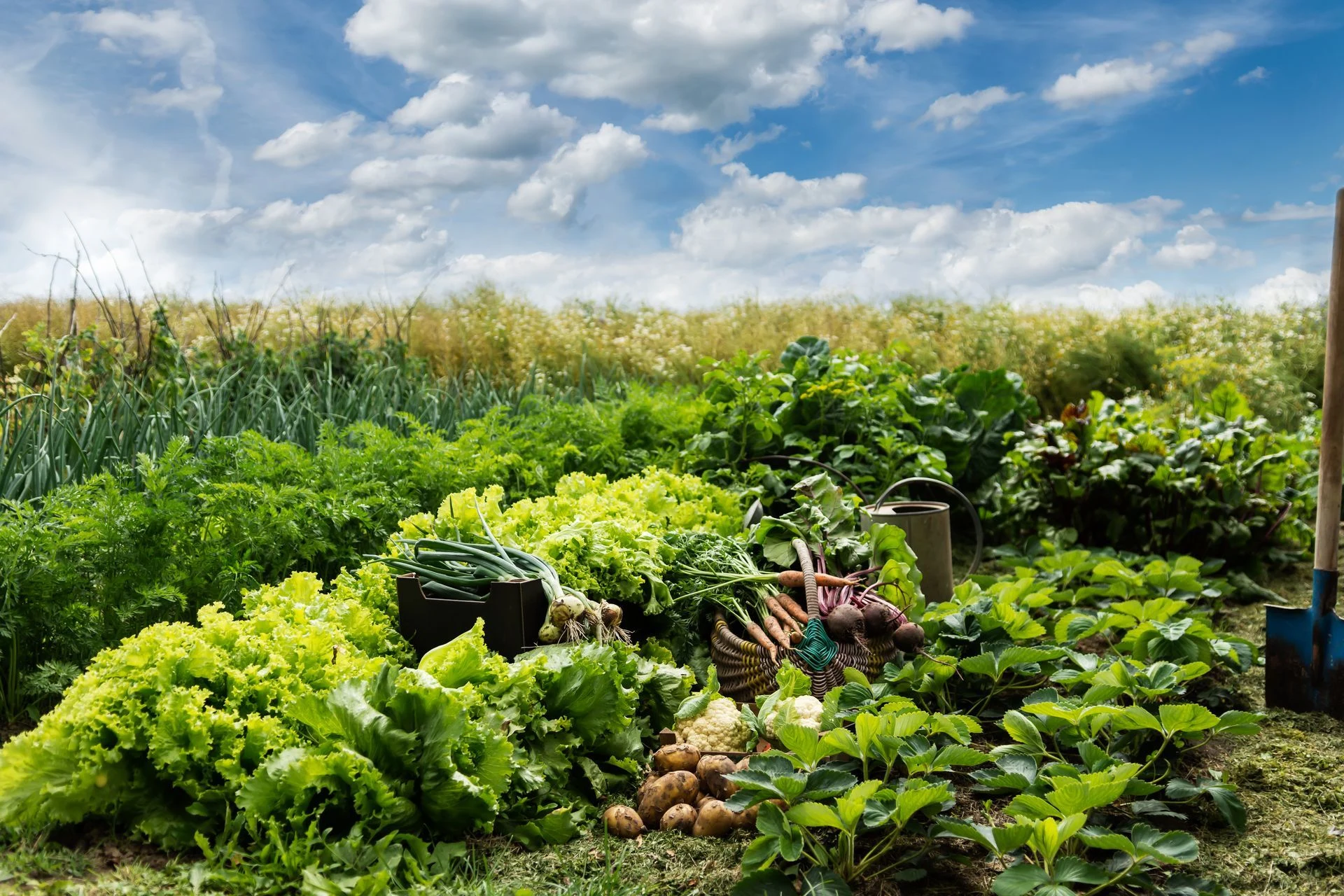 Rows of leafy vegetables growing in a field beneath a blue sky.