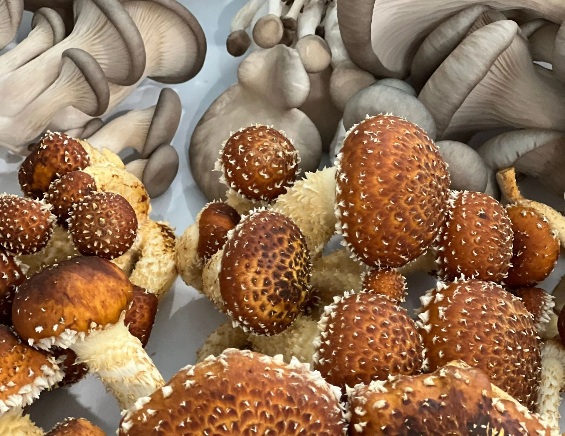 An assortment of fresh specialty mushrooms with varied shapes and textures.